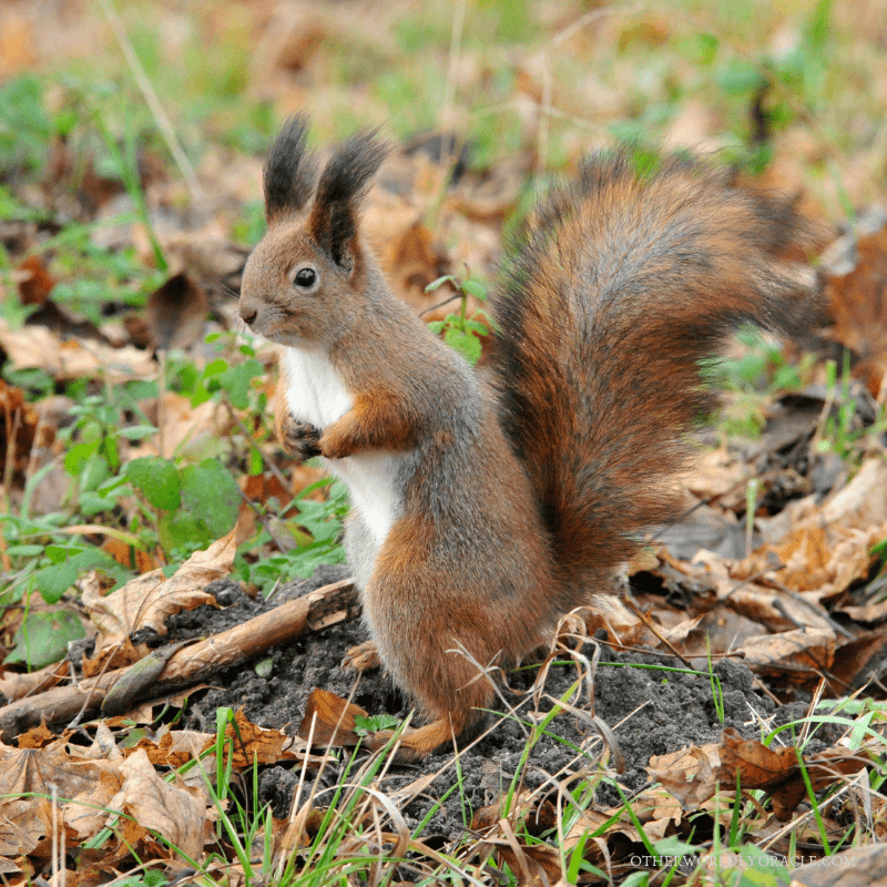 The squirrel is linked to the Oak and acorn.