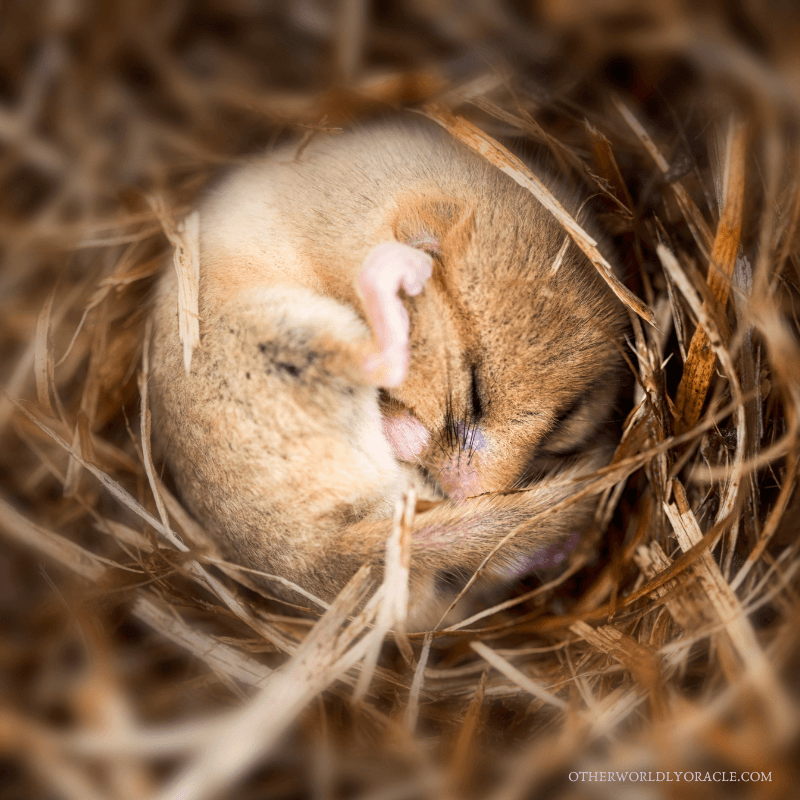 Dormice search for a comfy home in Autumn months.