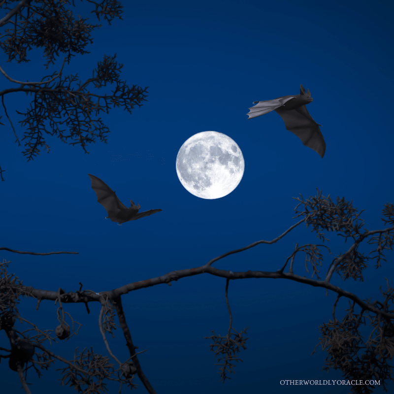 Bats are Halloween animals because they are nocturnal and linked to vamps.