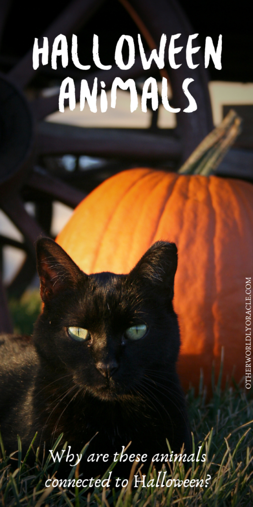 Halloween animals