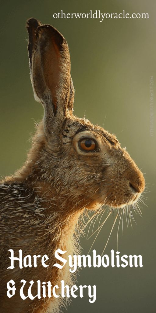What do rabbits symbolize? The hare in witchcraft and lore