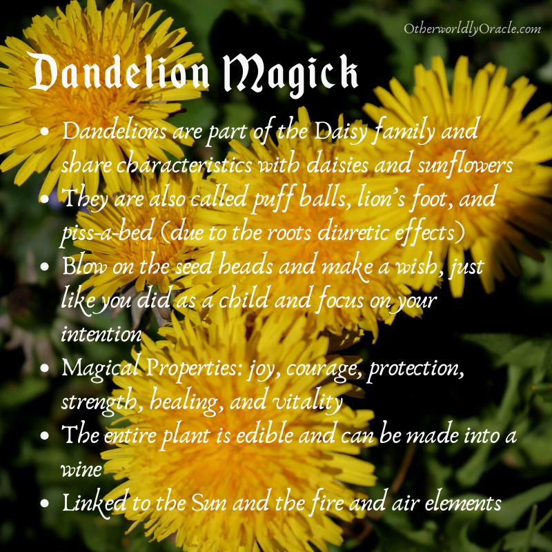Dandelion magic properties