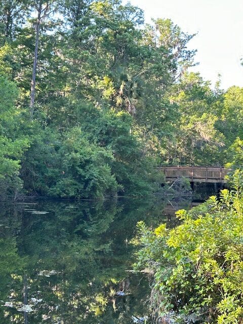 Swamps act as purifiers and protectors.