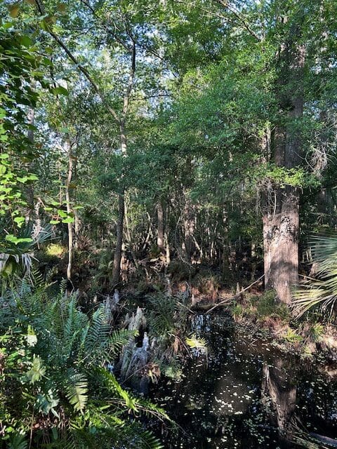 A glimpse at my local swamp