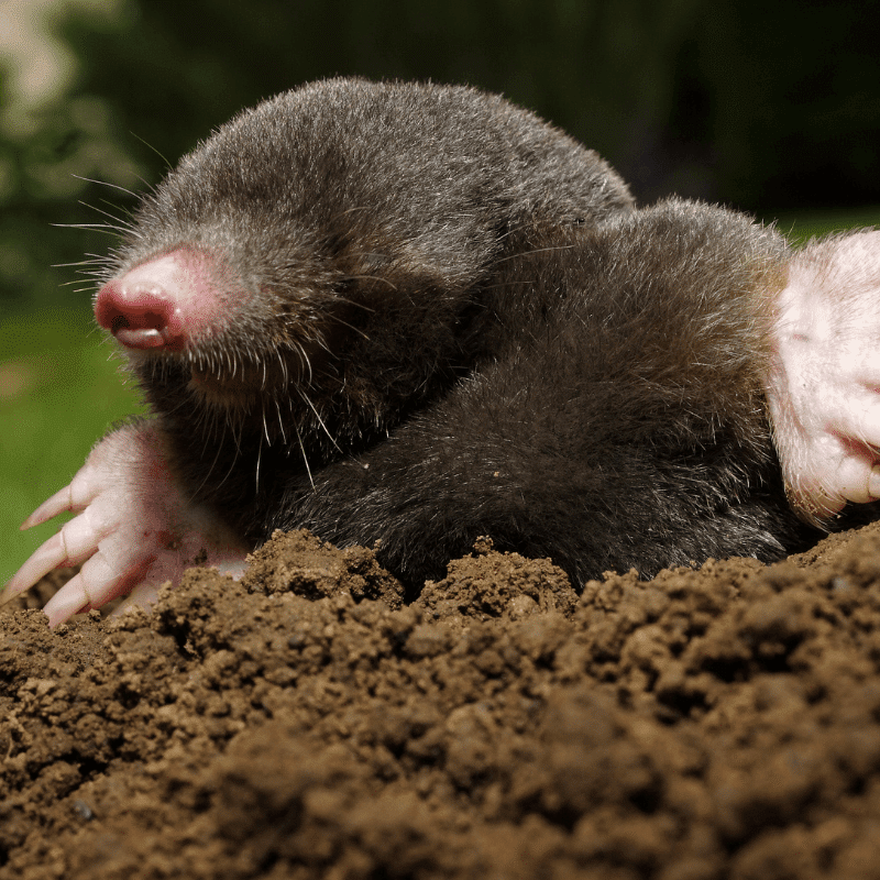 Mole animal omens